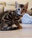 Bengaalse kittens te koop