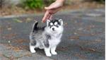Prachtige Pomsky-puppy's te koop