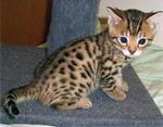Topkwaliteit Bengaalse kittens