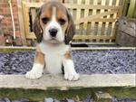 Mannelijke en vrouwelijke Beagle-puppy's klaar