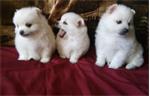 Schattige Pommerse puppy's