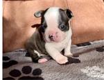 Boston Terrier-puppy's te koop