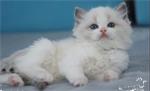Mannelijke en vrouwelijke Ragdoll kitten 