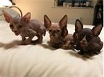 Sphynx-kittens