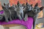 Blauwe Rus kittens te koop