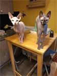 2sphynxen