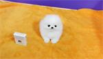 Micro theekopje Pommeren puppy's te koop