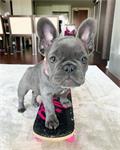 Schattige Franse Bulldog-puppy's.