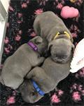 Prachtige Blauwe Franse Bulldog pups