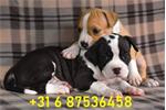 Schattige Amstaff-baby's.