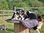 Australische Herder - Australian Shepherd pups