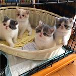 Kwaliteit 6 exotische BSH kittens