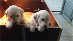 2 golden retriever puppy’s 