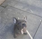 Franse Bulldogs pup mogen het nest verlaten.