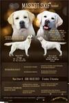 Labrador retriever pups