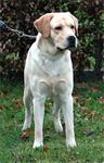 labrador dekreu