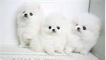 MINI-POMERANISCHE ZWERGSPITZ 