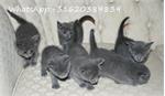Russisch blauwe kittens,