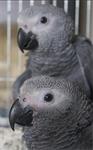 jonge grijze papegaaien