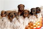 Prachtige hypoallergene pups te reserveren!!