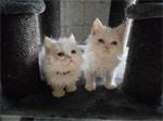 Superschattige witte Selkirk Rex kitten poesjes