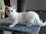 Superspeelse Selkirk Rex kittens
