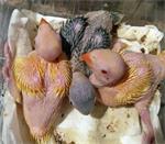 Babys papegaaien en vruchtbare papegaaien eieren