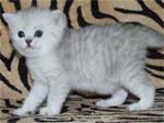 Perzische kittens