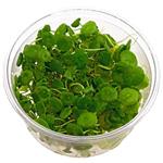 In-Vitro cup Hydrocotyle Verticillata - aquariumplant 100cc