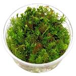 In-Vitro cup Rotala Wallichi - aquariumplant 100cc