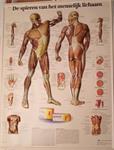  bord De spieren van het menselijk lichaam