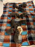 Blauwe franse bulldog pups