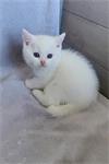 Brits Korthaar Kittens