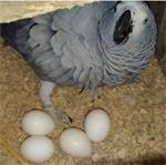 Afrikaanse grijze eieren kopen