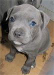 Staffordshire Bull Terrier-puppy's te koop