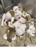 Engelse bulldog pups mogen nu weg !