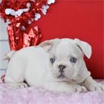 Geweldige Franse Bulldoggen te koop