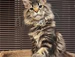 EXPLODERENDE MAINE COON-KITTENS