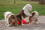 Engelse bulldog pups