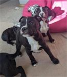 Reg Staffordshire Bull Terrier-puppy's