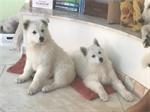 2 Zwitserse herderpuppies