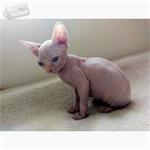 Mooie Sphynx-kittens beschikbaar.