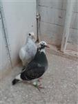 2 Jonge duiven correct geringd