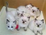Ragdoll-kittens ter adoptie