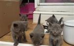 Russisch Blauwe Kittens