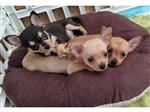 CHIHUAHUA