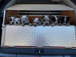 Te Koop Australian Cattle Dog pups