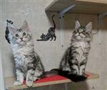 Onze twee schattige Maine Coon kittens