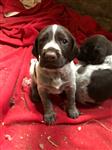 duitse staande draadhaarpups te koop