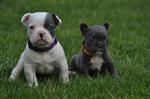 Superleuke Franse bulldog pups!